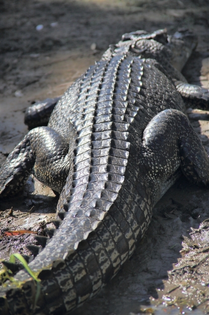 _800Mt Borradaile - Cooper Creek_5640_m_Crocodile